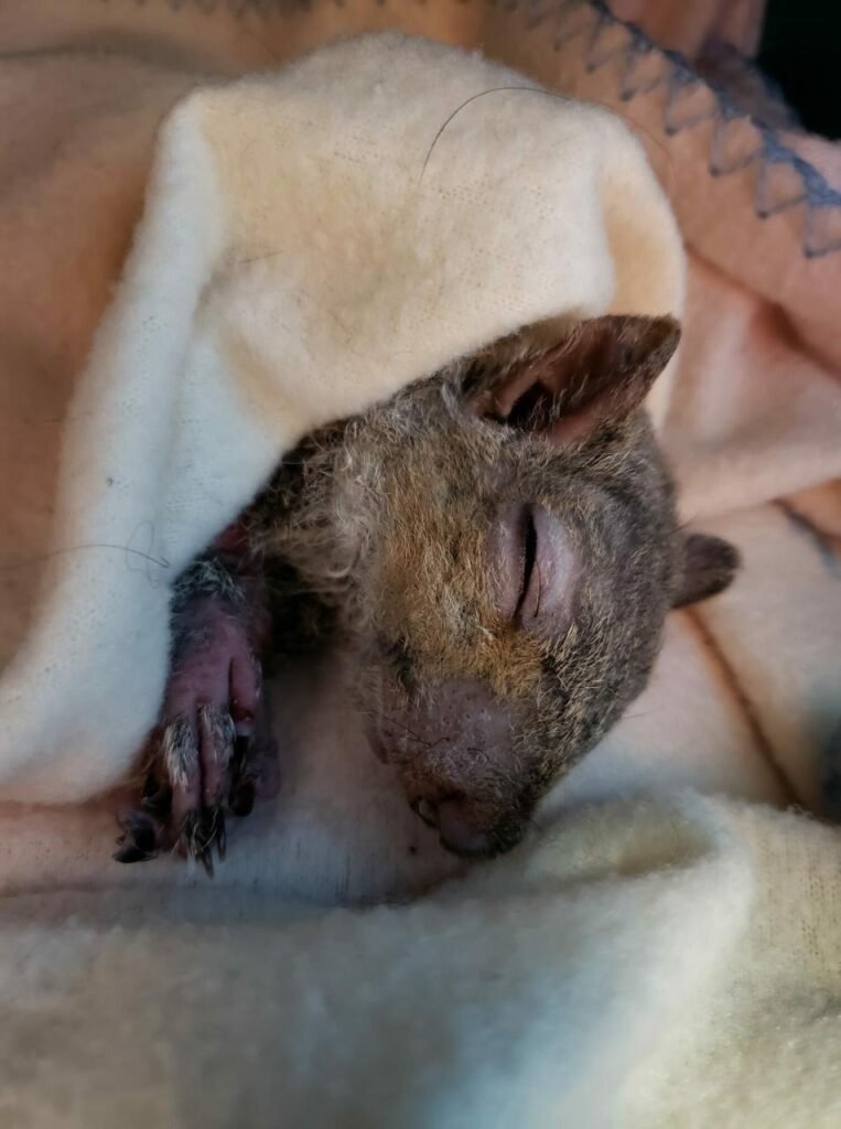 Teenagers find a “frozen” creature stuck under the car and rush it to the vet who can’t believe her eyes Teenagers find a “frozen” creature stuck under the car and rush it to the vet who can’t believe her eyes