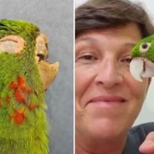 THIS PARROT GOT A SECOND CHANCE AT LIFE AFTER GETTING NEW PROSTHETIC BEAK