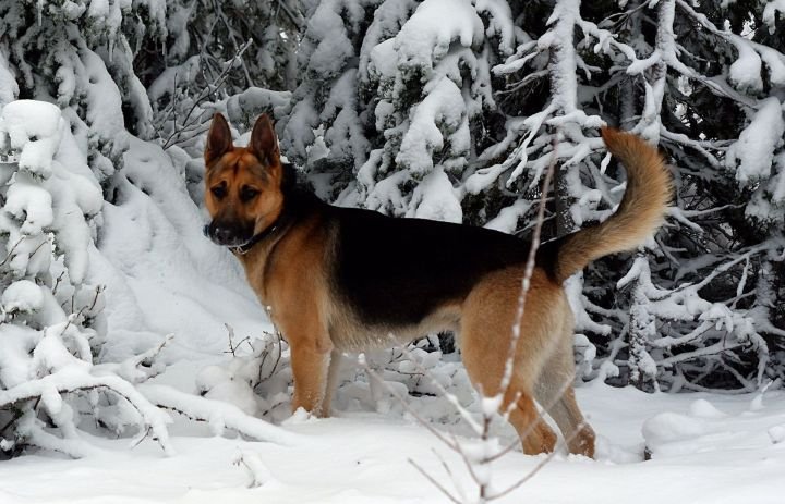 Unwavering Devotion: German Shepherd Guards Deceased Owner for 23 Days in Argentine Wilderness Unwavering Devotion: German Shepherd Guards Deceased Owner for 23 Days in Argentine Wilderness