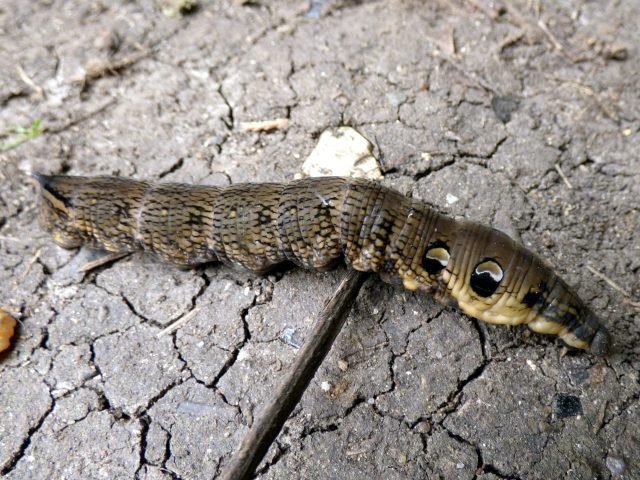 What on Earth is this? Woman discovers creepy ‘snake’ with two heads in ...