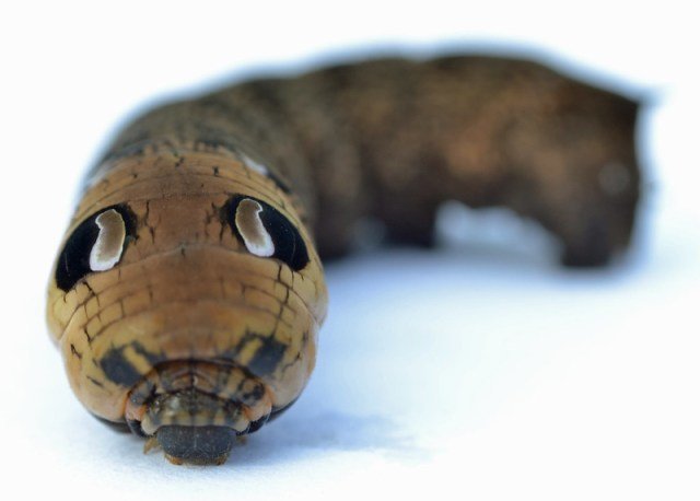 What on Earth is this? Woman discovers creepy ‘snake’ with two heads in her garden!