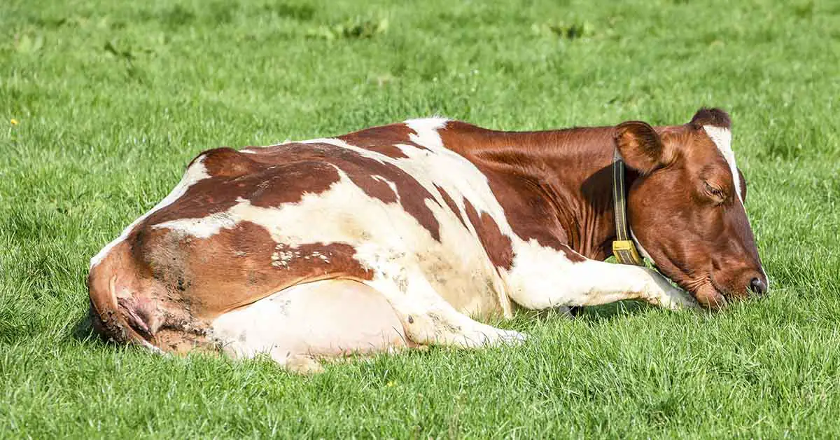 ‘Lazy’ Cow ‘Fakes Sleeping’ to Avoid Being Milked