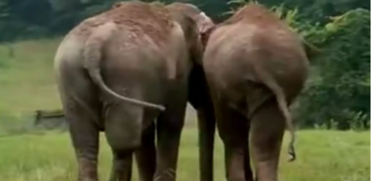 Former circus elephants separated for 22 years, camera catches phenomenal moment they reunite for 1st time