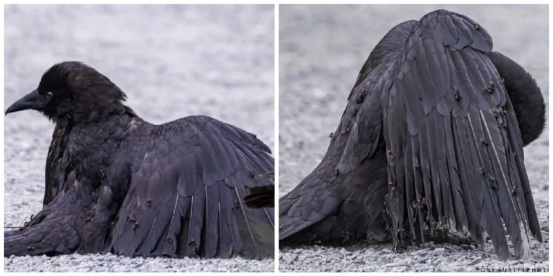 Canadian photographer Tony Austin accidentally documented a rare crow behavior known as “anting”