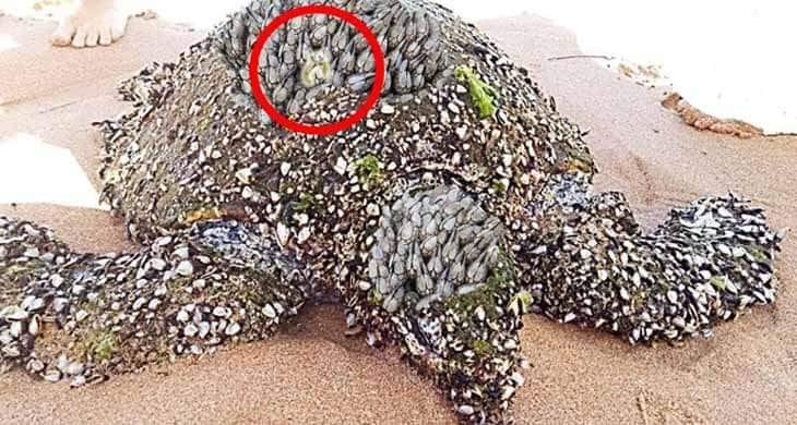 Couple Finds Strange Turtle On Beach – When They Look At His Shell They See Something Shiny