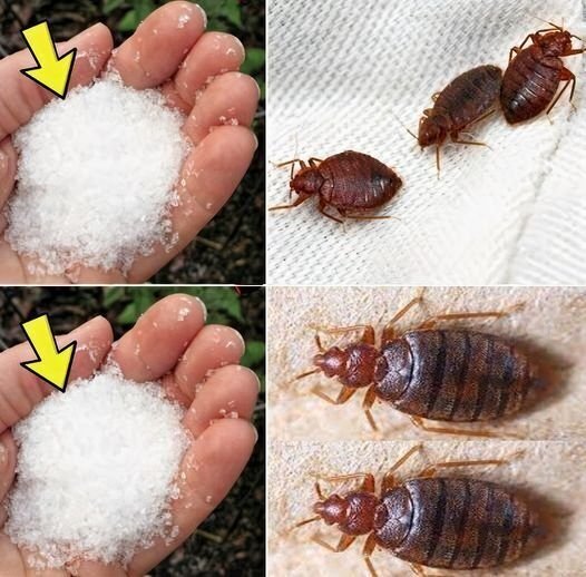 How to Get Rid of Bedbugs in Your Yard