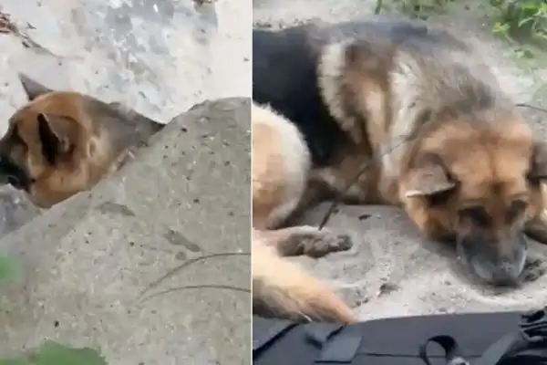 German shepherd was left to die in canyon with mouth zip-tied shut — hikers rescue him