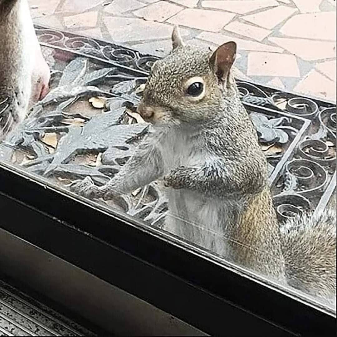 Every day, a squirrel bangs on the house window: After eight years, they understand what she wants to say