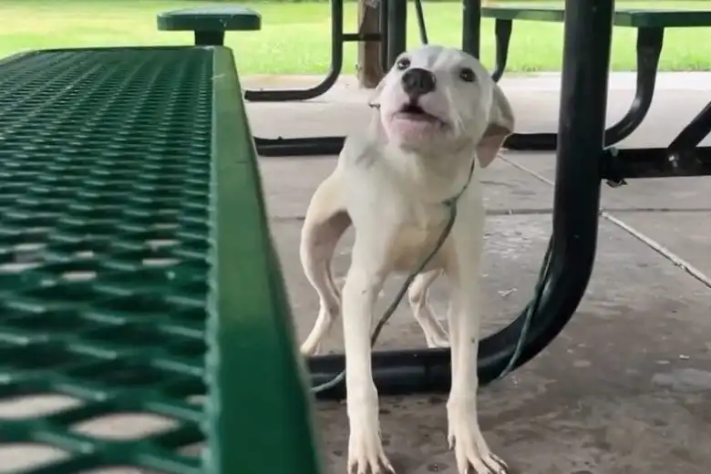 Puppy was left tied to park picnic table in the rain — rescuers save him