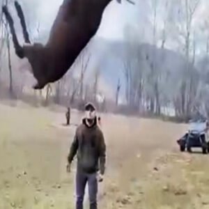 MEN RESCUE DISTRAUGHT DEER SWINGING IN THE AIR FROM ROPE