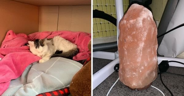 The Potential Dangers of Himalayan Salt Lamps for Your Pets