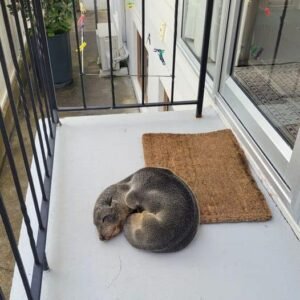 Family discovers an unexpected animal napping on their porch: a seal pup