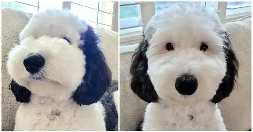 Snoopy in real life: dog named Bayley is the cartoon dog’s identical twin