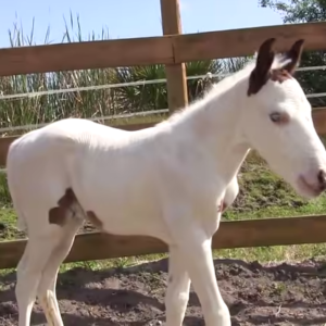 Enchanting Equine: Rare Foal’s Remarkable Facial Markings Stun Onlookers”