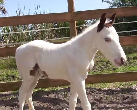 Enchanting Equine: Rare Foal’s Remarkable Facial Markings Stun Onlookers”