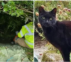 Cat’s meowing leads police to missing 83-year-old woman who fell into ravine