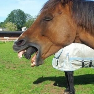 When he looked at the photo again, he realized what was coming from the horse’s mouth.