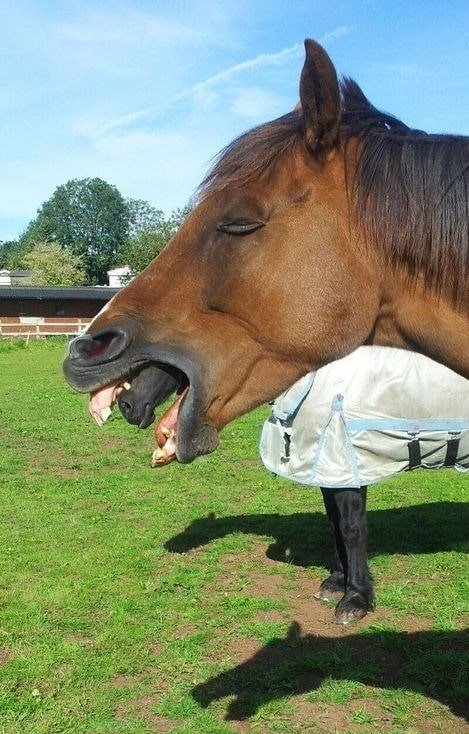 When he looked at the photo again, he realized what was coming from the horse’s mouth.