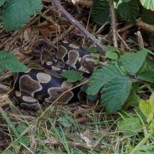 Family Discovers Python During Blackberry-Picking Stroll In Birmingham Park‌ ‌