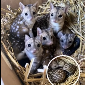 Researchers Discover Rarely Spotted Creatures