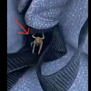 What Are These Strange Objects on My Car? The Surprising Truth Revealed…