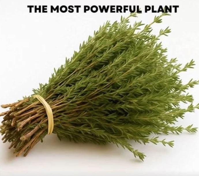 Oregano: One of the Most Powerful Plants for Health and Wellness