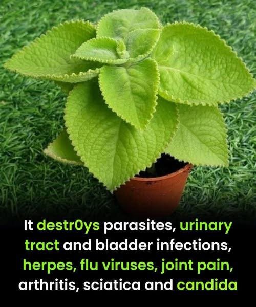 Viralggy  Oregano and Digestive Health: How This Herb Supports Your Stomach