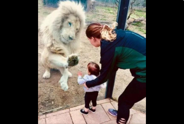My Sister Took Her Daughter To The Zoo But The Lion Only Reacted To Her