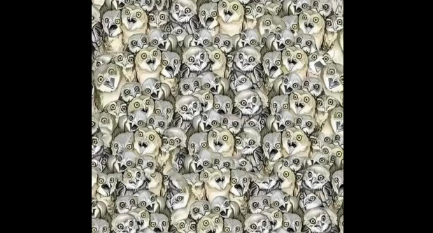 Can You Spot the Cat Hiding Among the Owls