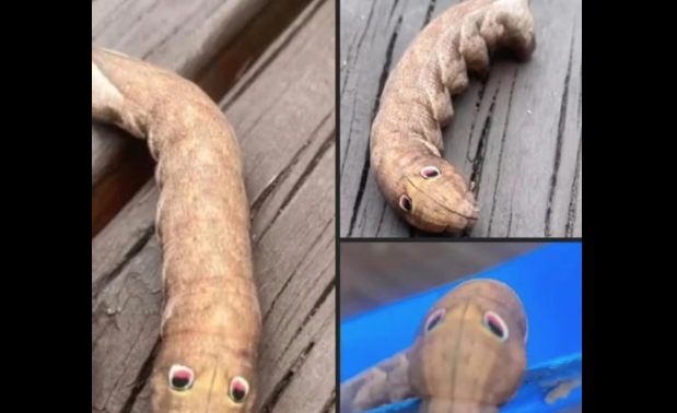 If you see this “googly-eyed” creature in your backyard, here’s what it means