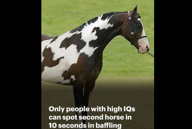 Can You Solve the Second Horse Illusion