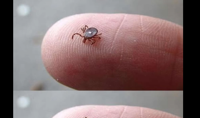 If You Notice This Insect, Take These Steps A Backyard Encounter