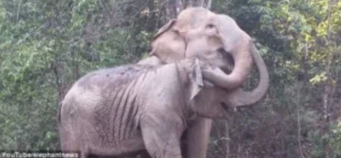 The Day MeBai Found Her Mother Again.