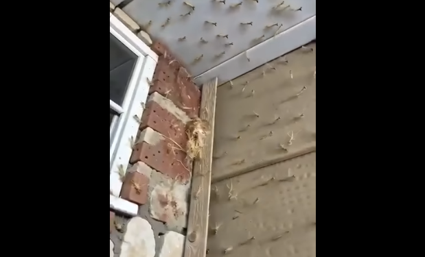 Had a Praying Mantis nest hatch by my fro