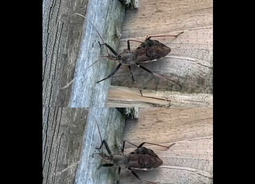 Kissing Bugs Explained: How to Stay Safe and Prevent Chagas Disease