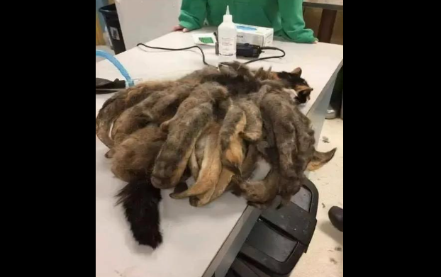 What They Found on the Street Sparked an Incredible Transformation