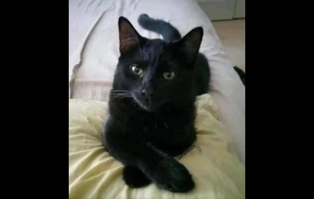 What It Really Means When a Black Cat Crosses Your Path