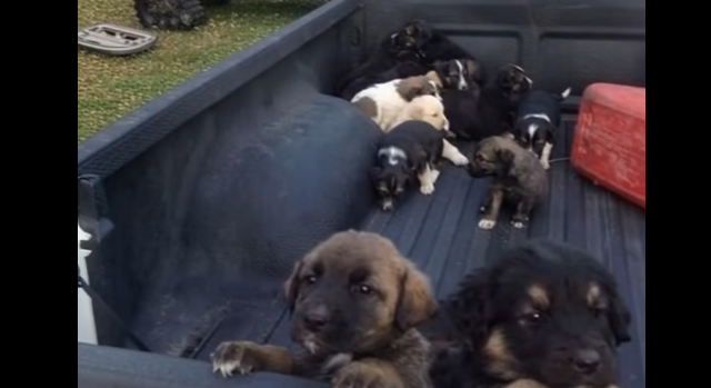 I Stopped for Gas… and Found Hope in a Truck Bed