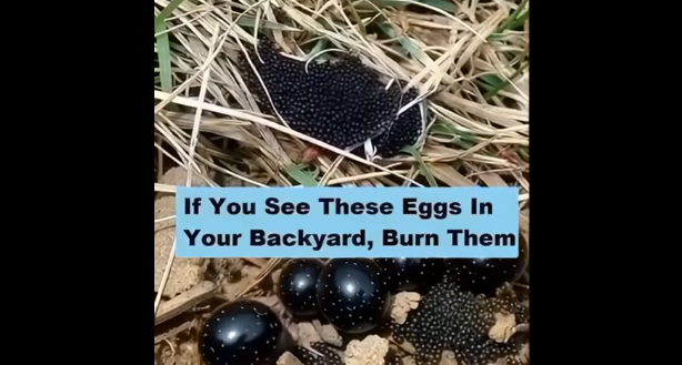 What You Should Do If You Ever Find These Eggs in Your Backyard