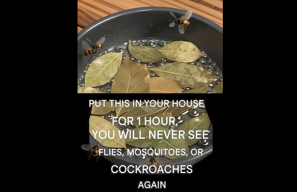 Natural Home Care Tips: Gentle Solutions for a Pest-Free Space
