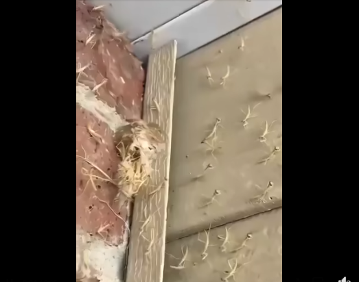 A praying mantis nest just hatched right by my front door!