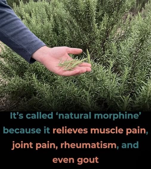 Fresh rosemary sprigs used in cooking and wellness practices for aroma, flavor, and traditional herbal benefits.