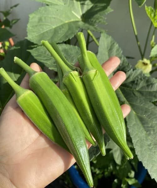 Fresh green okra prepared as part of a healthy meal supporting digestion and heart health.