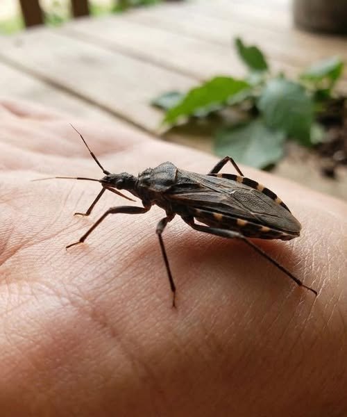 "Close-up of a kissing bug (triatomine bug) on skin, highlighting its small size and potential bite marks."