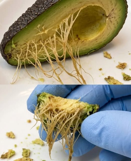 "A cut avocado showing brown, stringy fibers in the flesh, with a knife beside it, highlighting the natural vascular bundles."