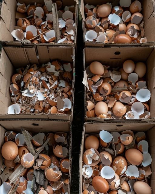 "Crushed eggshells spread over rich garden soil, with a small plant thriving nearby, showcasing the benefits of using eggshells as a natural fertilizer."