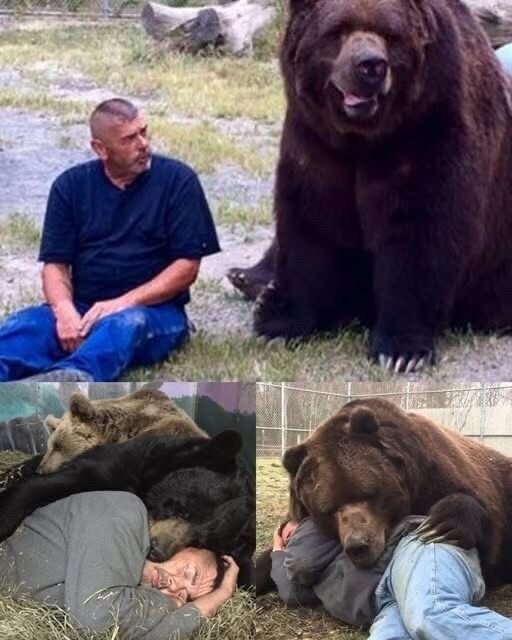 Large rescued bear named Jimmy stands peacefully at a wildlife sanctuary dedicated to caring for orphaned and injured animals.