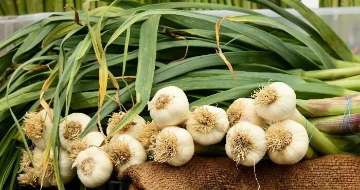 Garlic cloves and dried cloves used as natural medicinal spices on wooden table