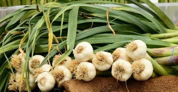 Garlic cloves and dried cloves showing natural ingredients used for health and wellness