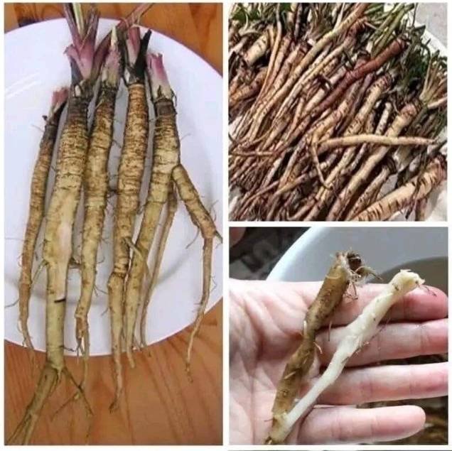 Researchers study dandelion root extract in a laboratory after discovering promising effects on abnormal cancer cell activity.